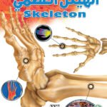 الهيكل العظمي