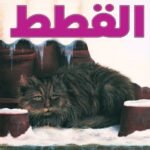 القطط