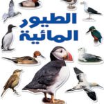 الطيور المائية