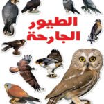 الطيور الجارحة