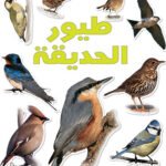 طيور الحديقة