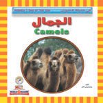 الجمال